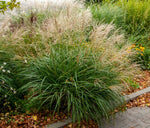 Bild in Galerie laden, Chinaschilf - Miscanthus sinensis Yakushima Dwarf | Gräserwelten Bambus &amp; Gräser