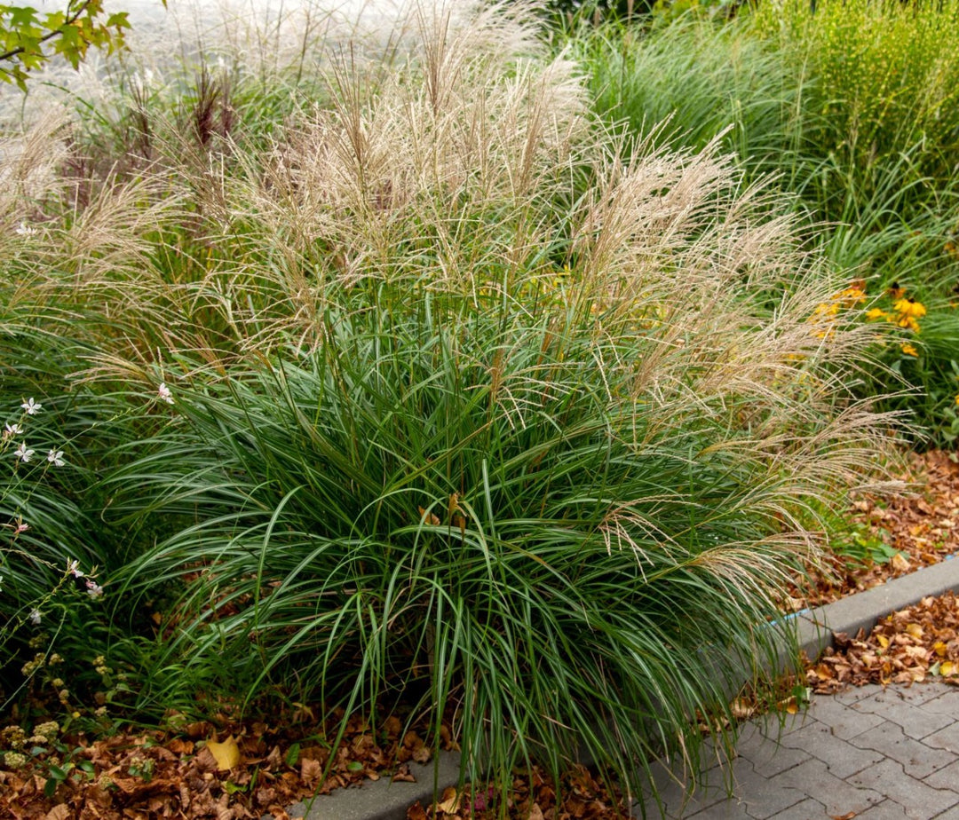 Chinaschilf - Miscanthus sinensis Yakushima Dwarf | Gräserwelten Bambus & Gräser