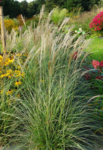 Bild in Galerie laden, Chinaschilf - Miscanthus sinensis Yakushima Dwarf - Detailansicht