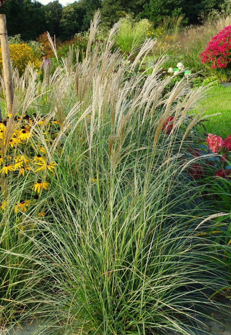 Chinaschilf - Miscanthus sinensis Yakushima Dwarf - Detailansicht