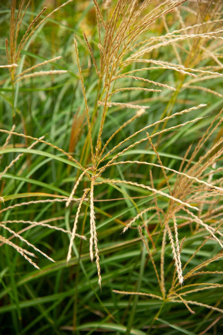 Chinaschilf - Miscanthus sinensis Yakushima Dwarf - Ansicht 4