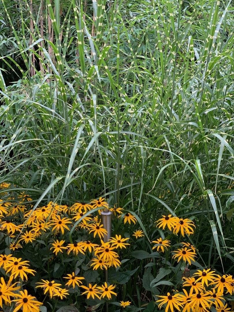 Chinaschilf - Miscanthus sinensis Zebrinus - Detailansicht